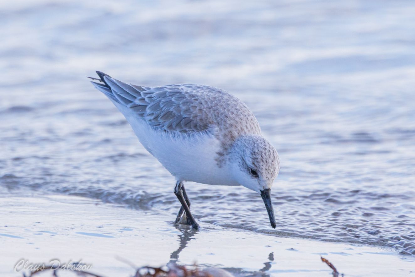 060126sandbaragercld