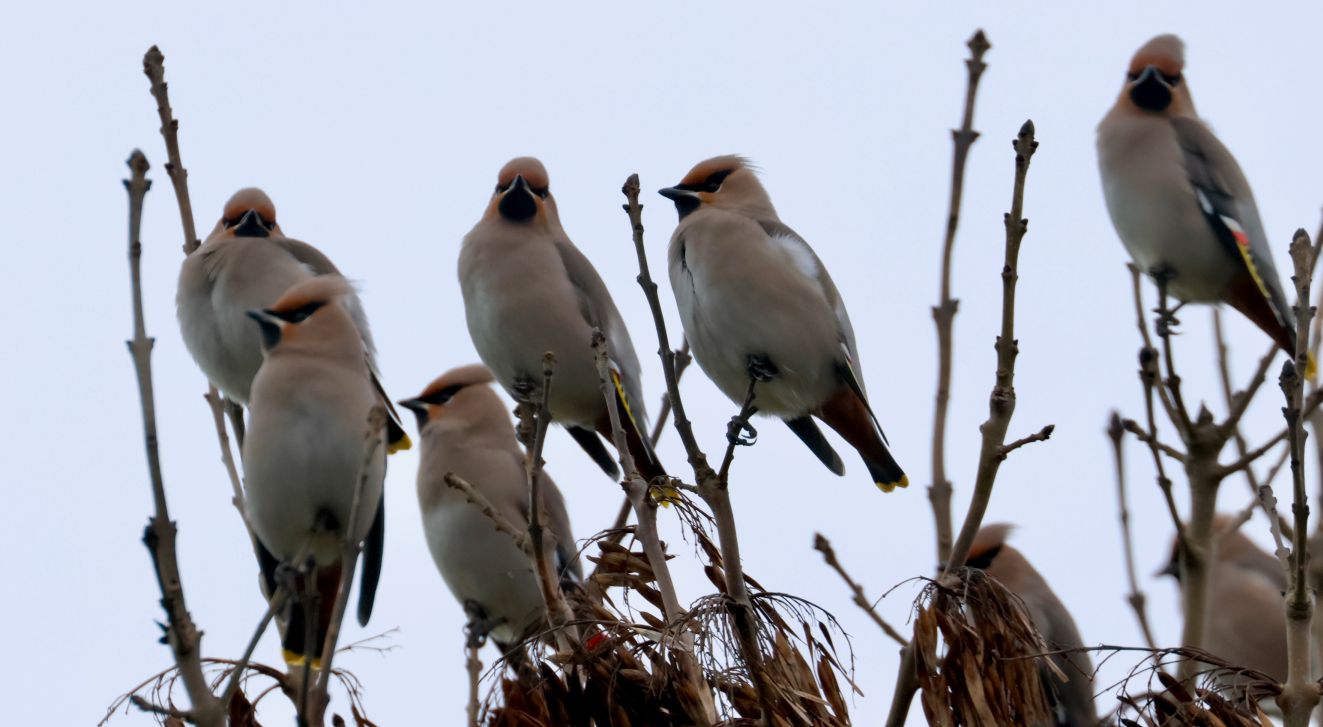 060126silke2janvesterskerningepvr