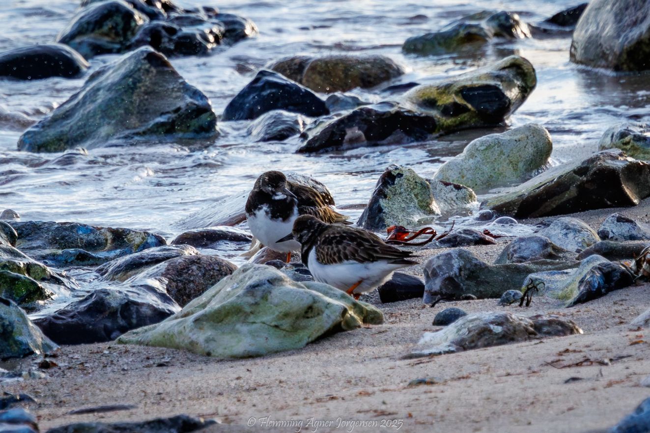 060126stenknudshoved4janfaj