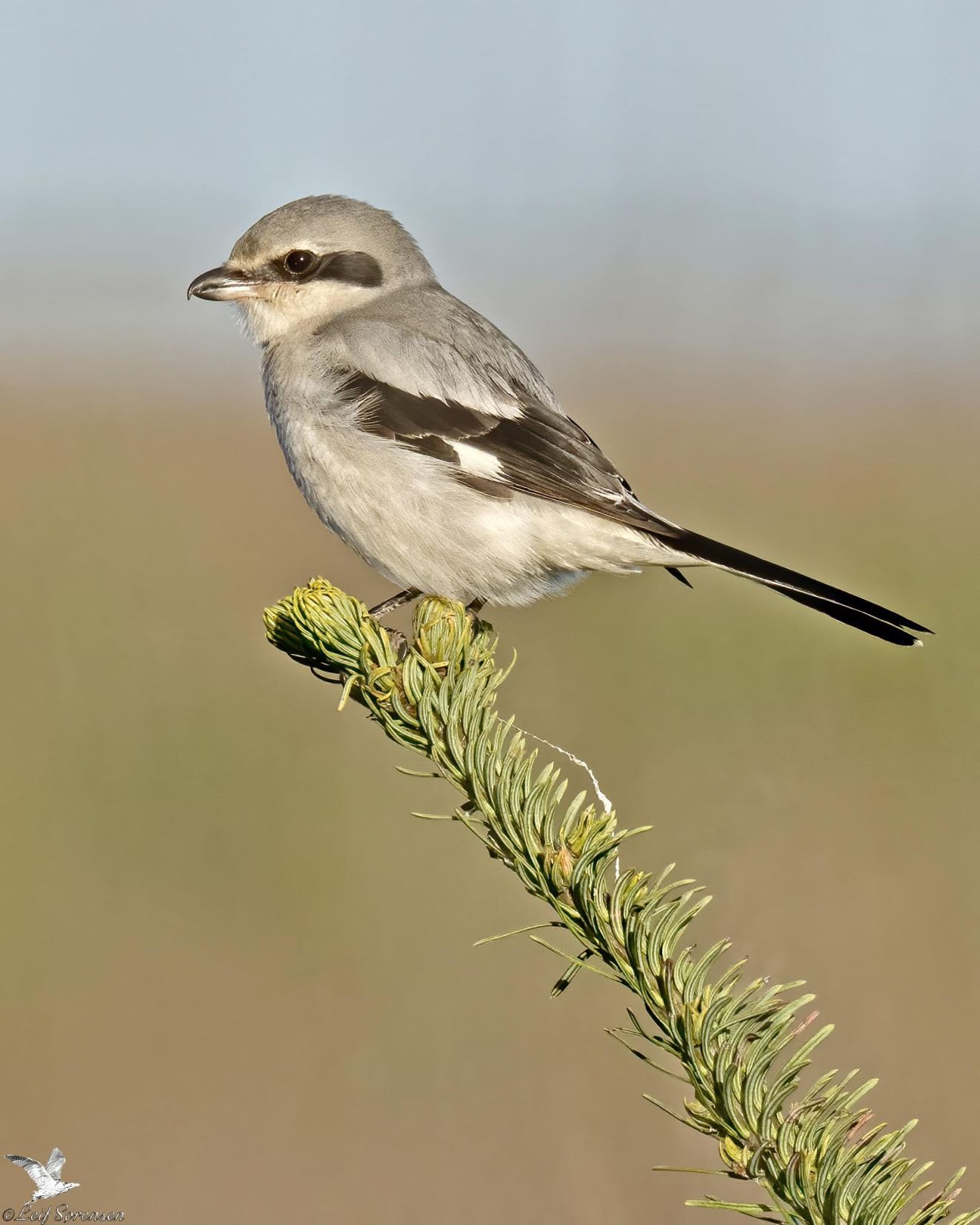 060126stormanfiskerupls