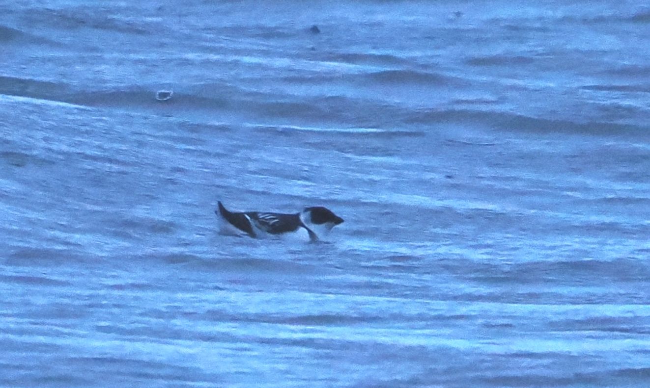 060126søkobogense1jankko