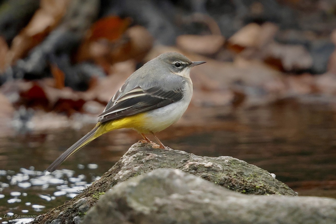 Bjergvipstjert Odense Lars Rasmussen
