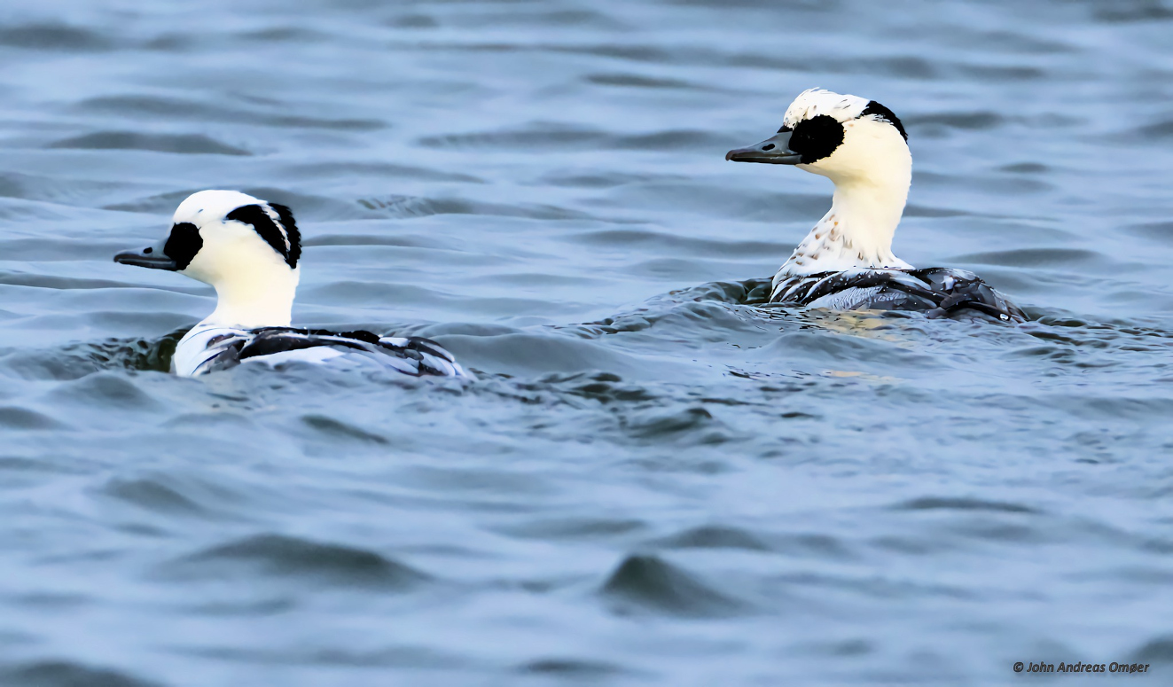 Lille Skallesluger Lammes John Andreas Omer