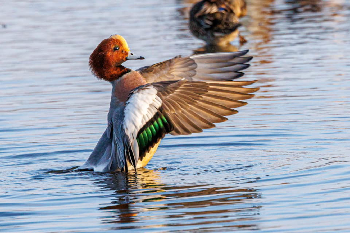 Pibeand Bispeenge John Markenvard