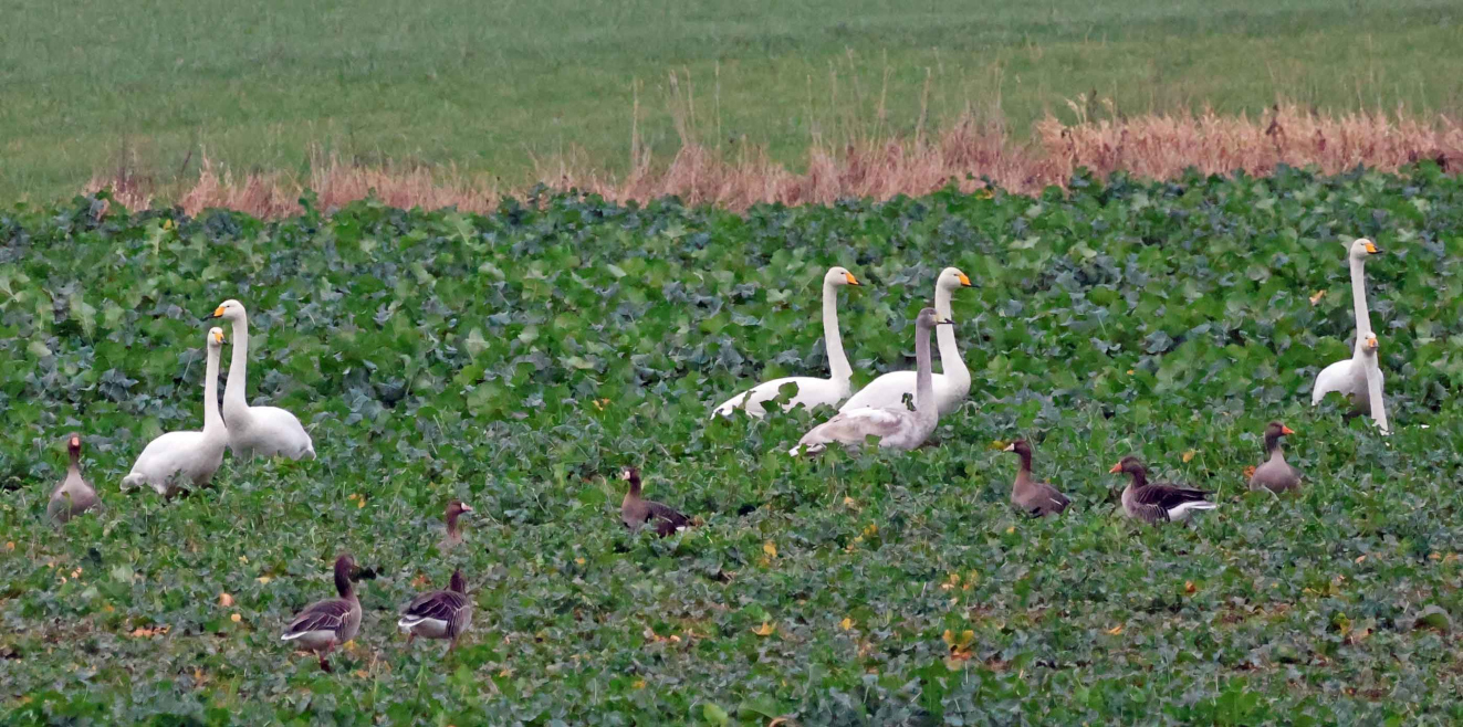 Sangsvaner Stenstrup Jane Ditzel