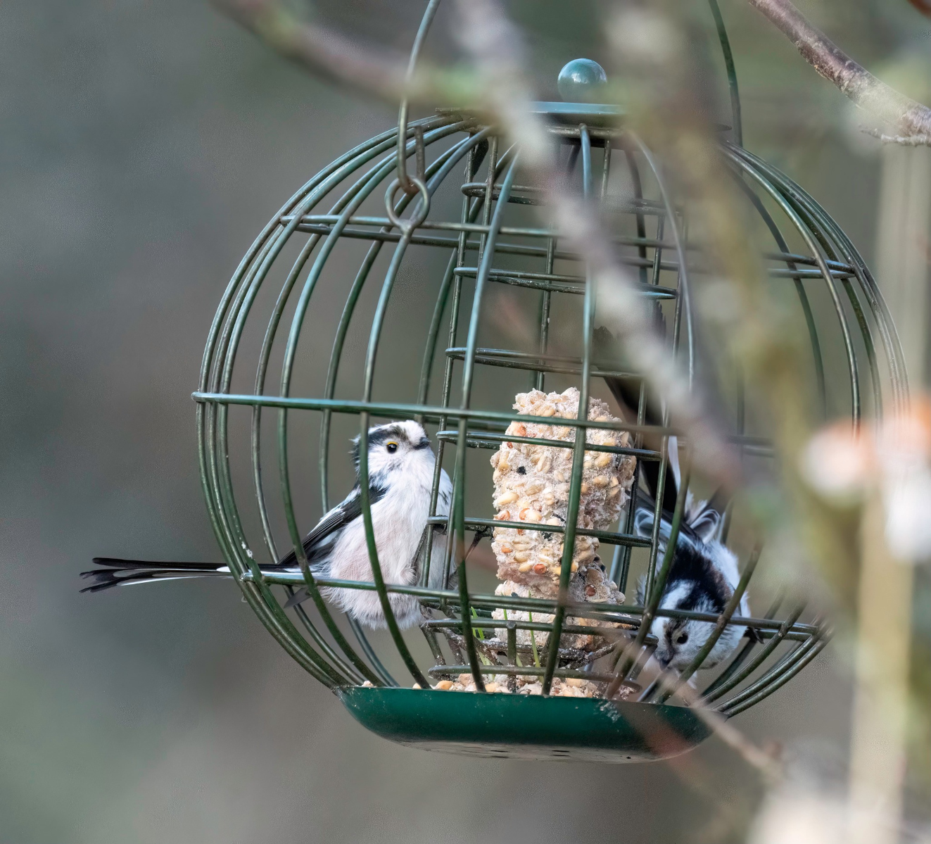 Sidepanel Halemejse Davinde Esben Aaagaard