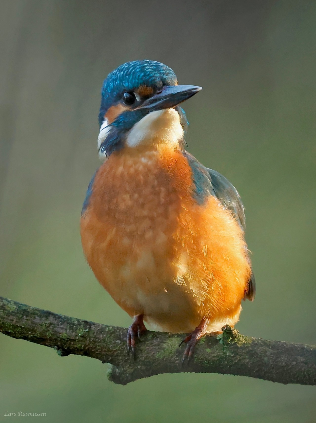 Sidepanel Isfugl Munkemose Lars Rasmussen