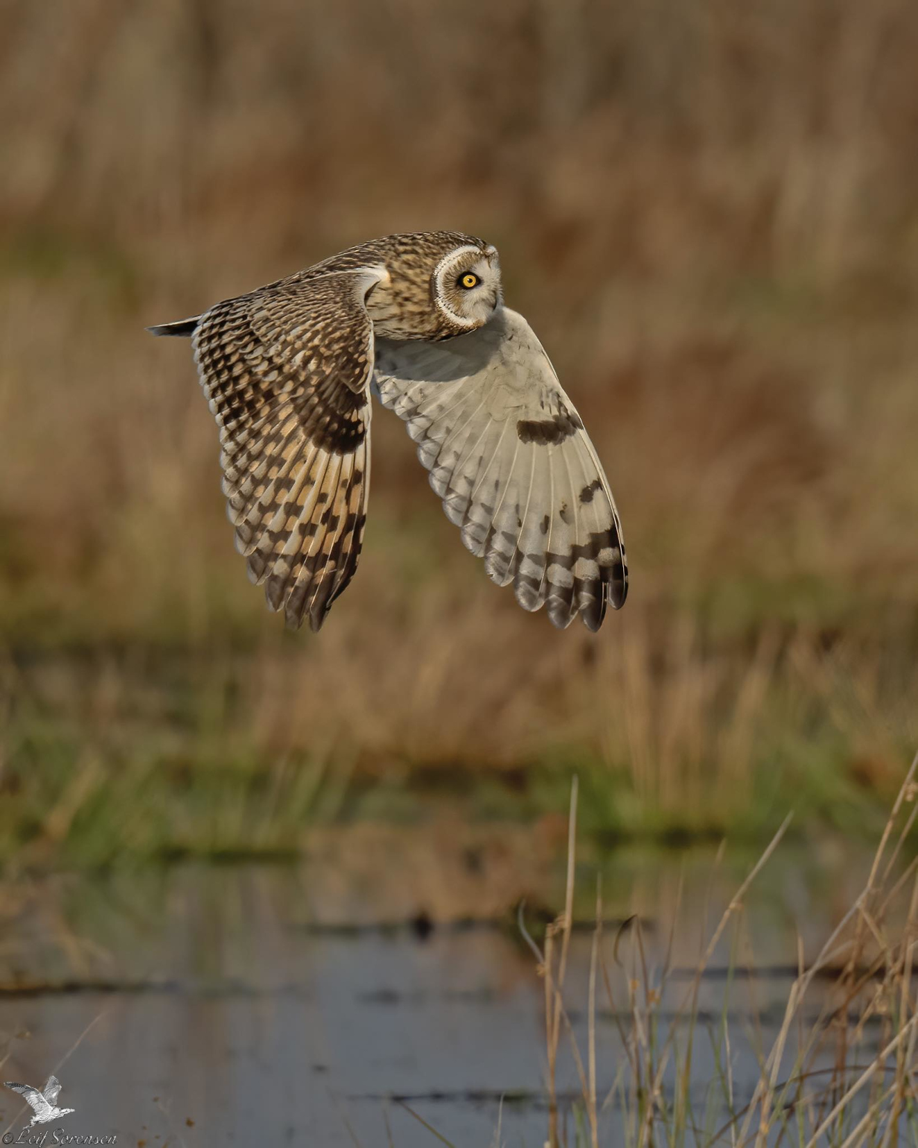 Sidepanel Mosehornugle Helns Leif Srensen