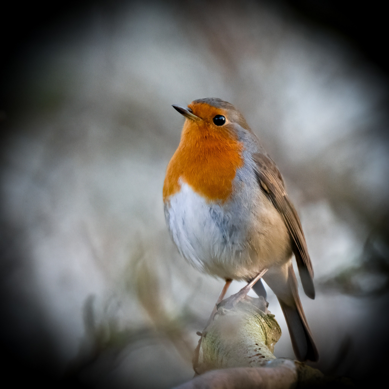 Sidepanel Rdhals Assens Lars Brixtofte Petersen