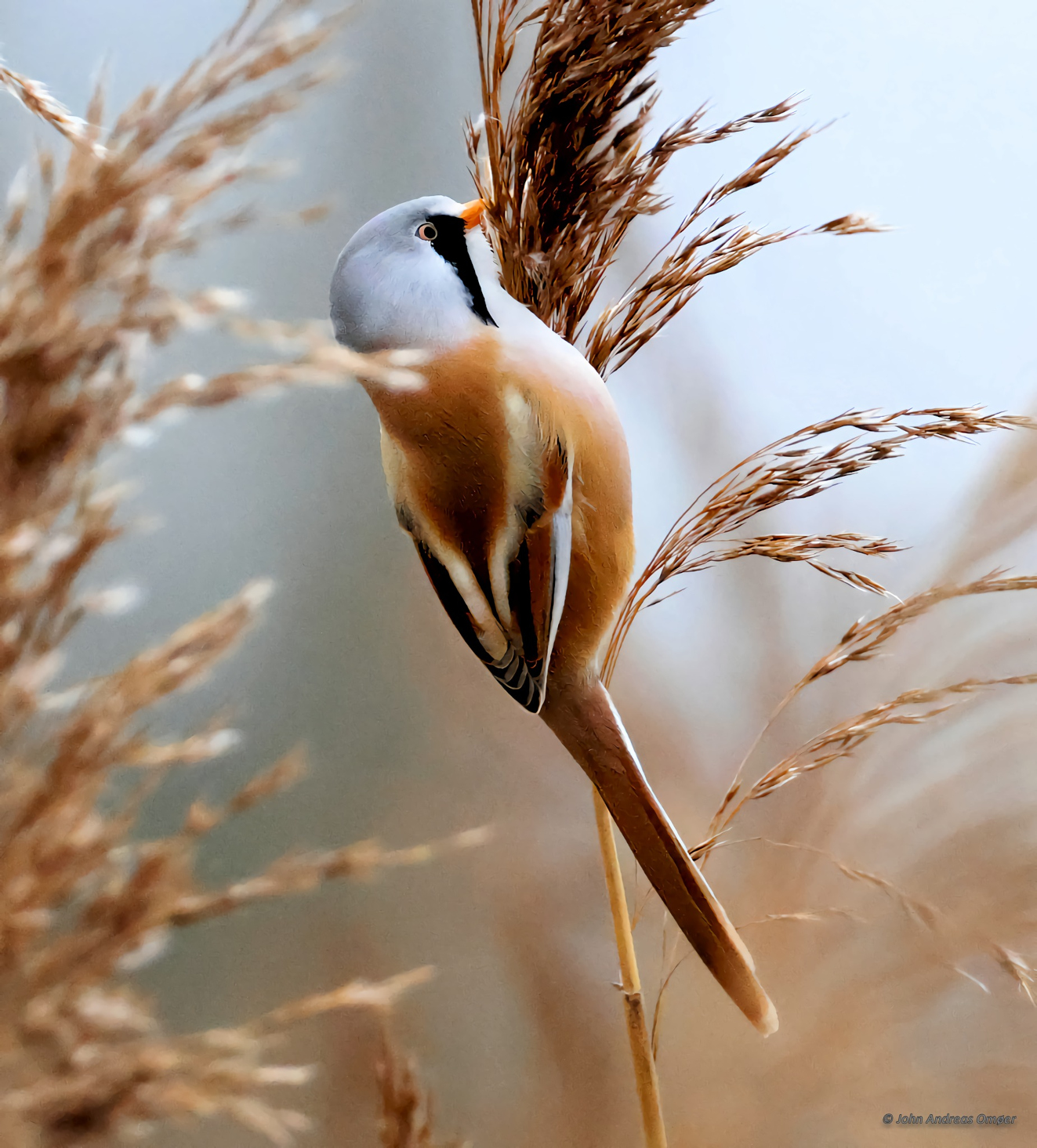 Sidepanel Skgmejse Helns John Andreas Omer