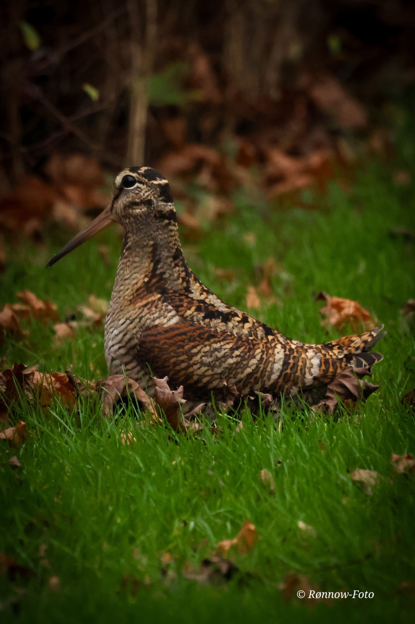 Sidepanel Skovsneppe Odense NV ALlan Rnnow