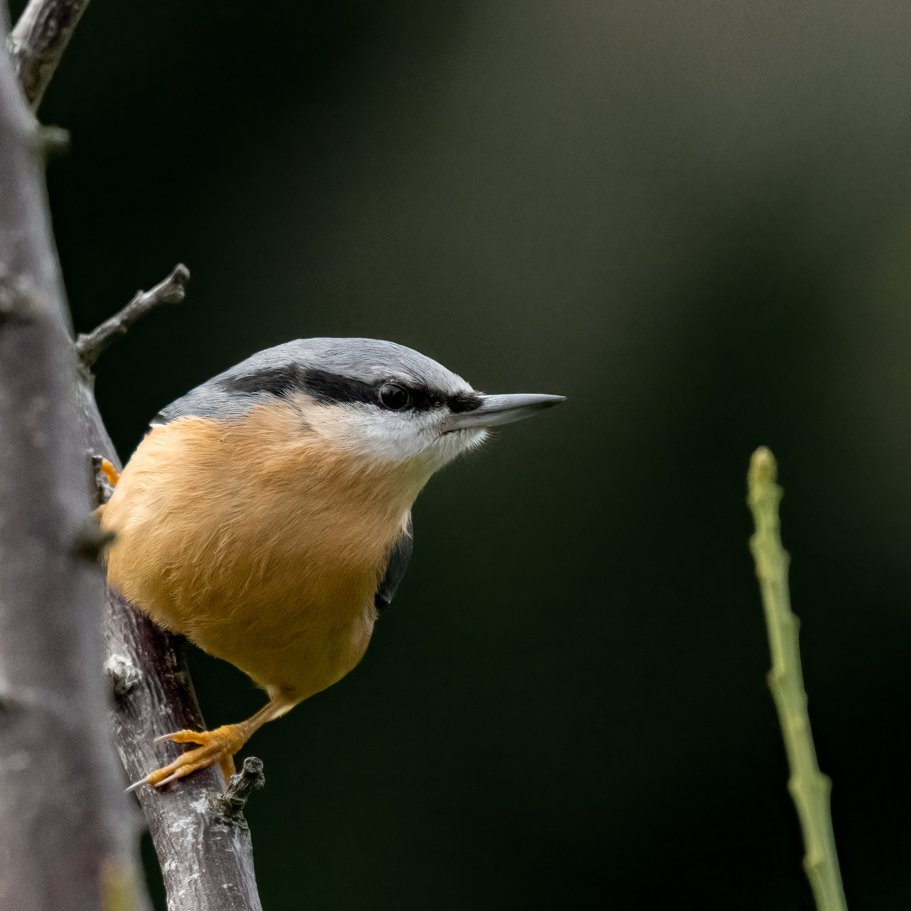 Sidepanel Sptmejse Assens Lars Brixtofte Petersen