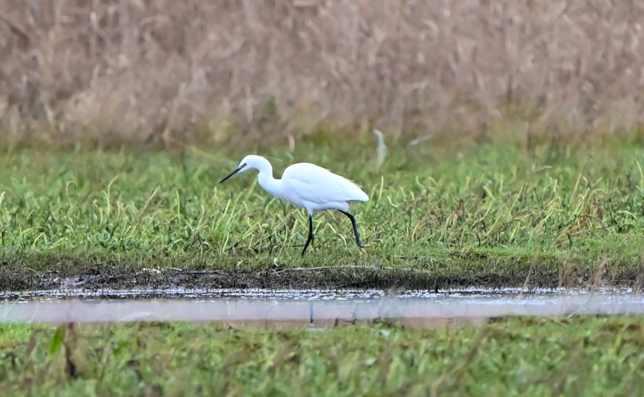 Silkehejre Vejlen Tsinge Henning Steen Hansen