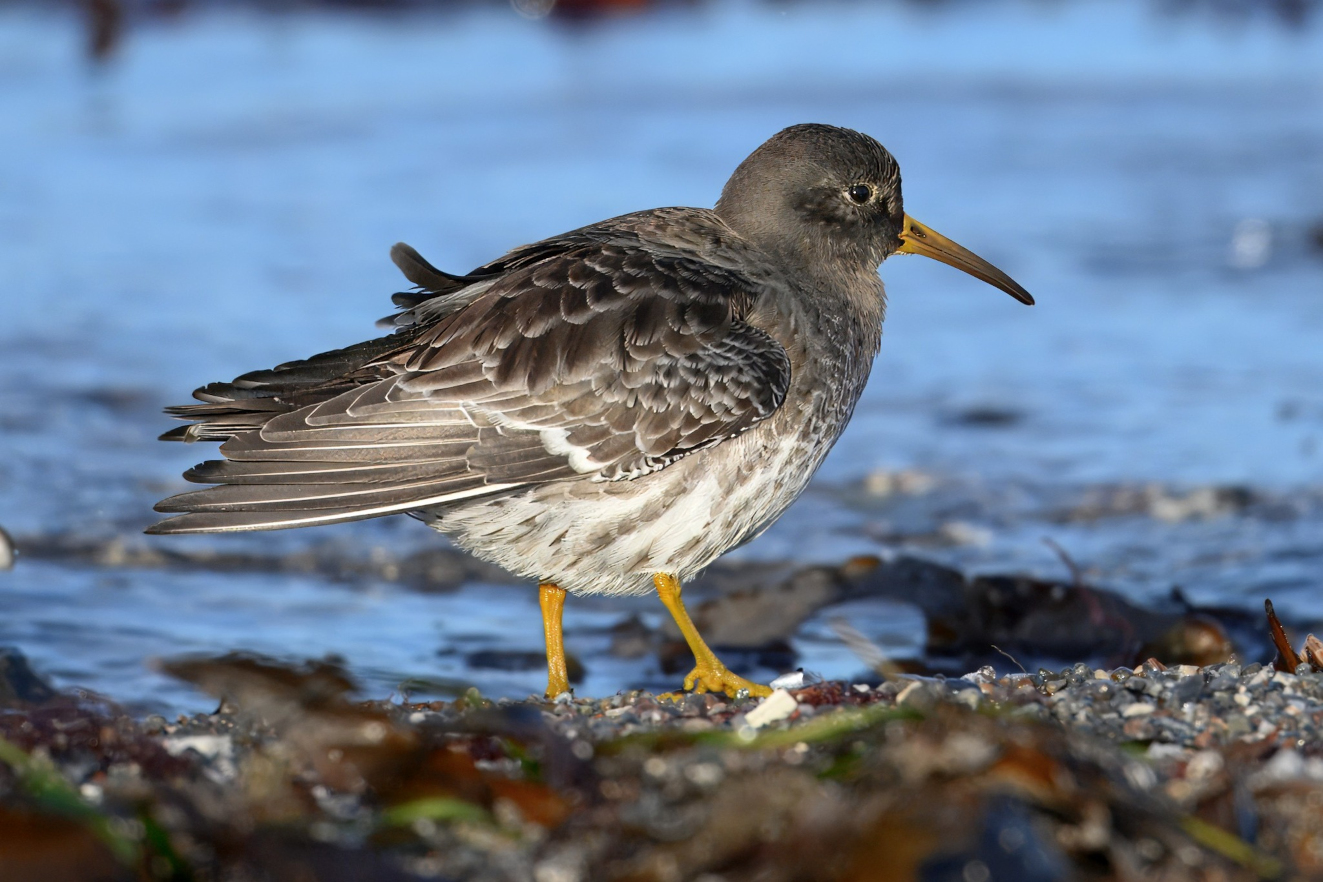 Sortgr Ryle Hau Norstrand Allan stergaard