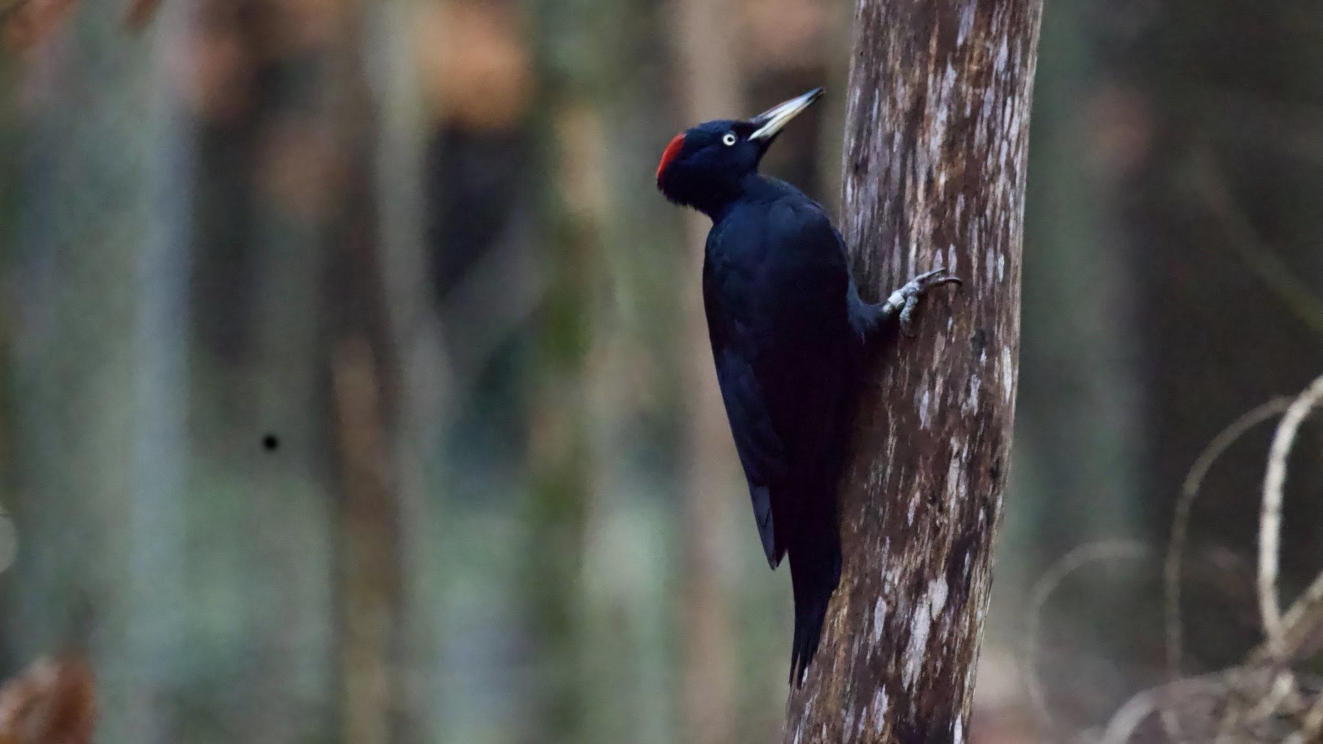 Sortsptte Hindsgavl Jimmy Pagh