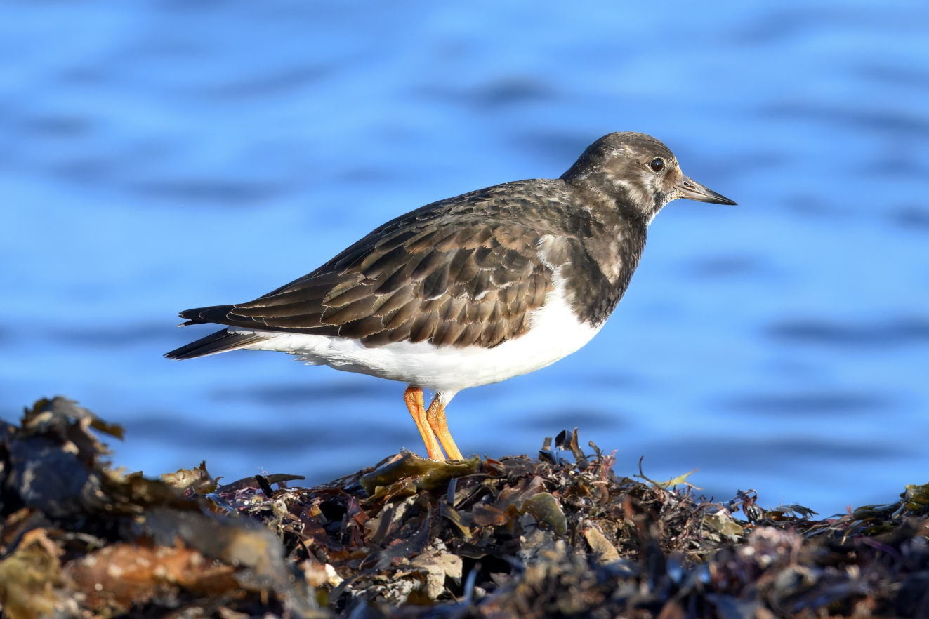Stenvender Hou Nordstrand ALlan stergaard