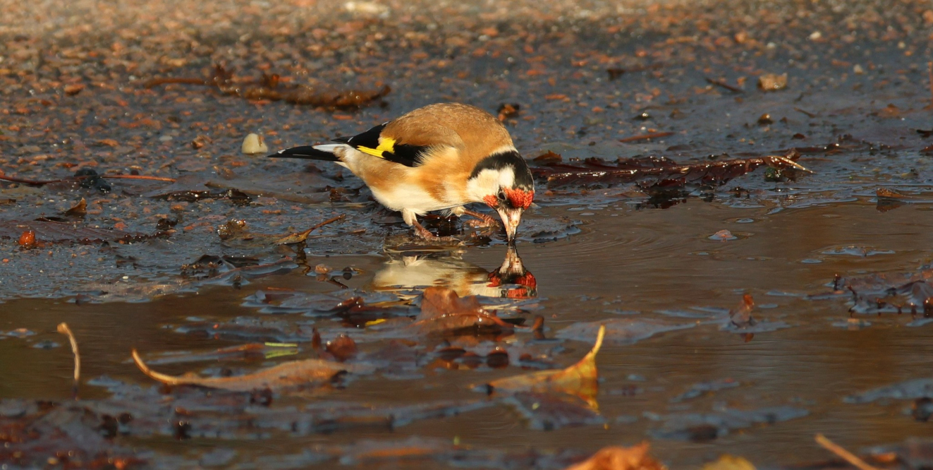 Stillits Hasmark Susanne Rasmussen