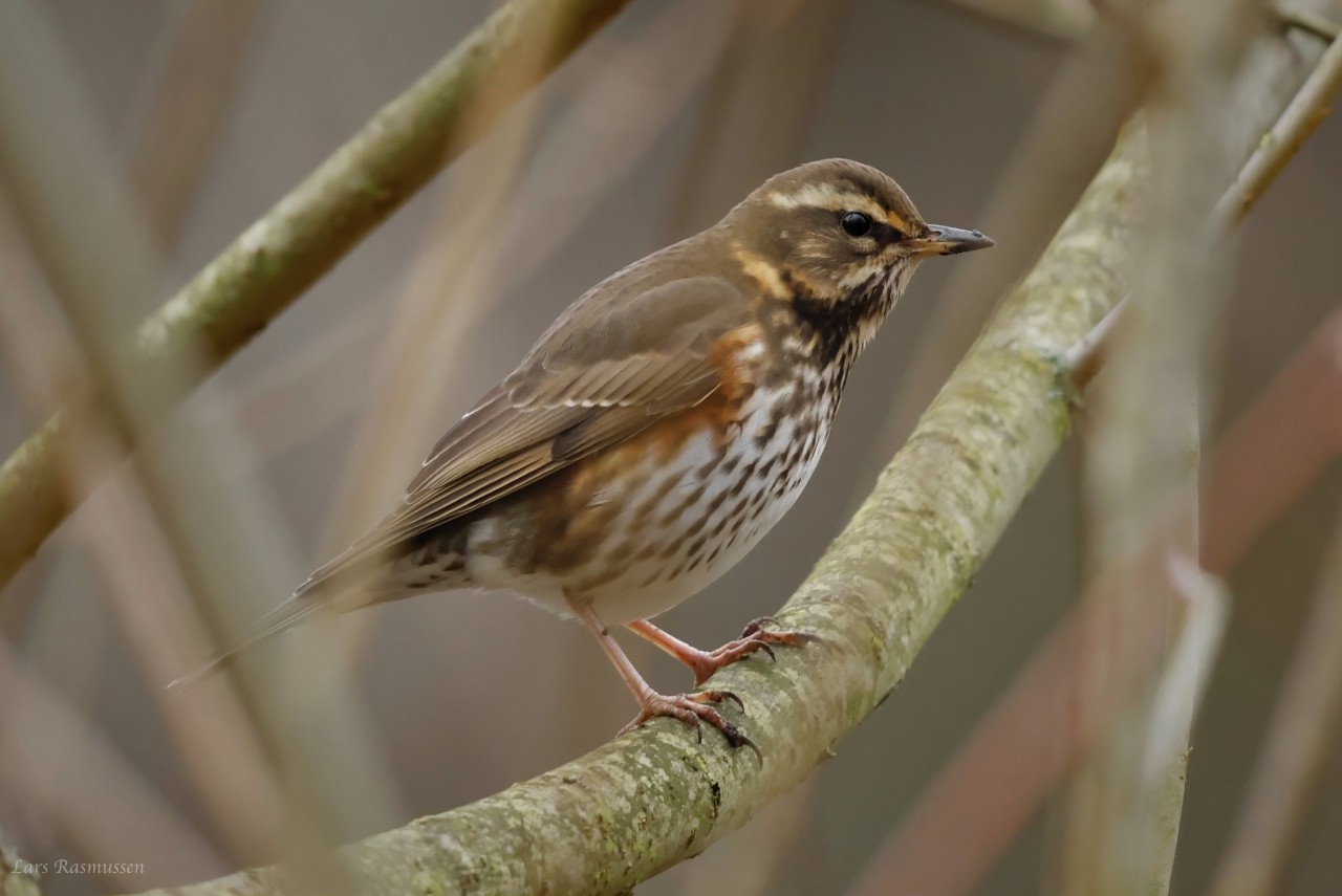 Vindrossel Munke Mose Lars Rasmussen
