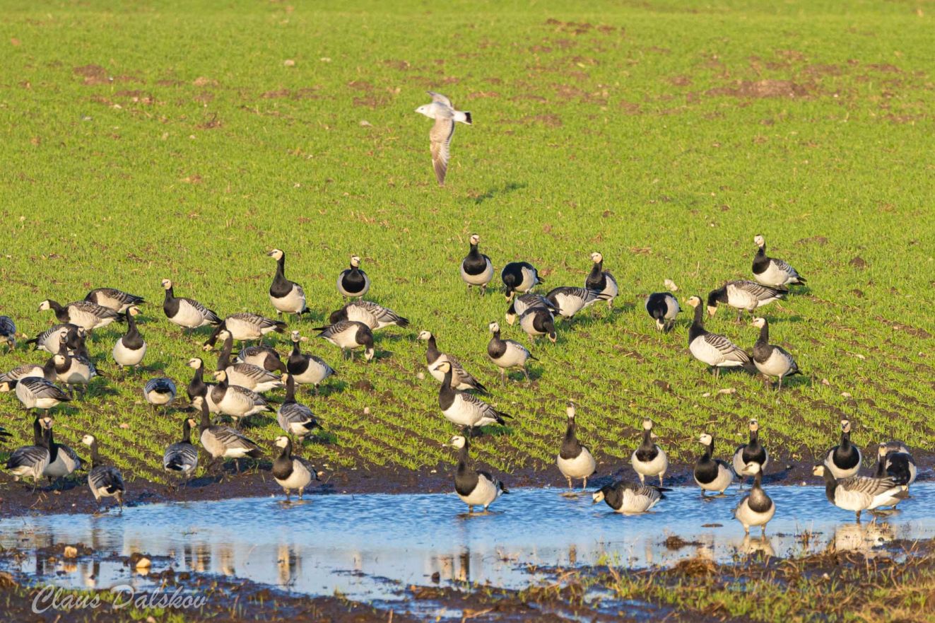 jpbbram1512brammerskovcld