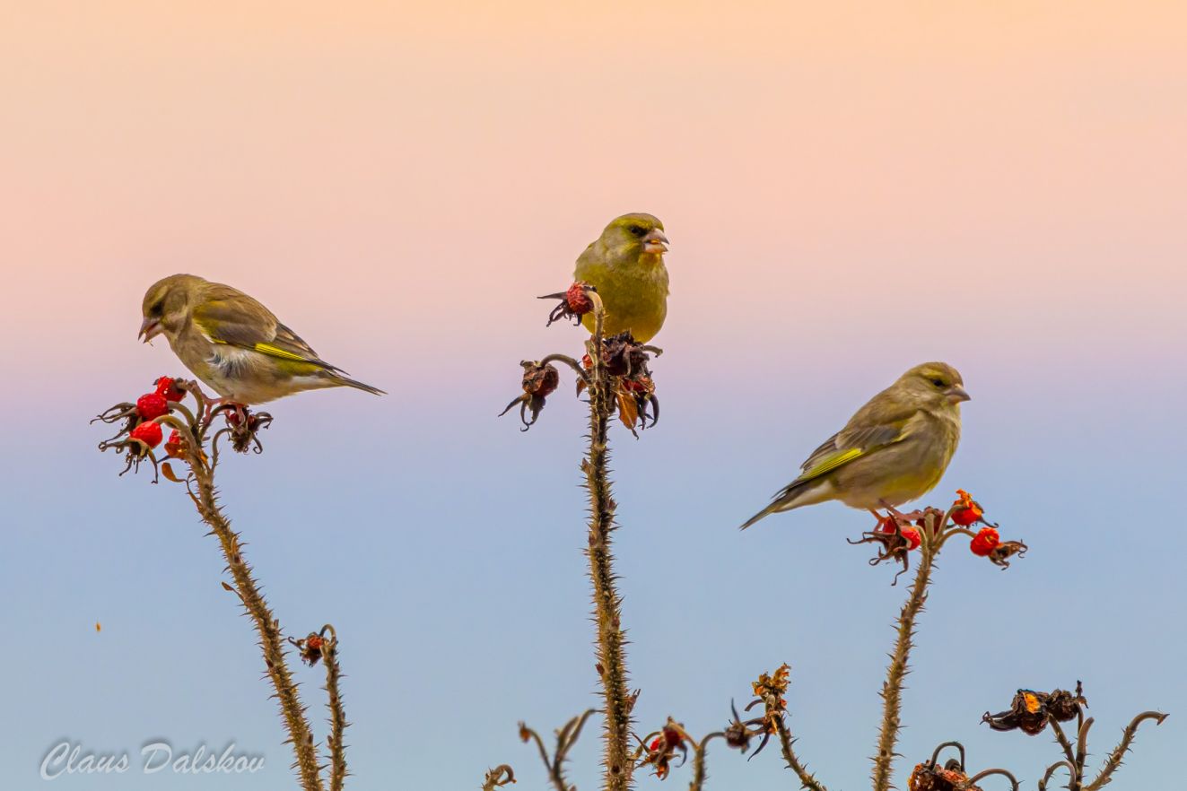 jpbgrniriskspodsbjerg1712cld