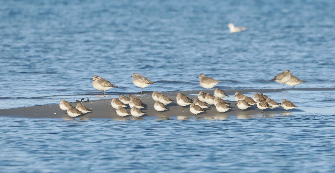 jpbrylestrandhjflleslrkko