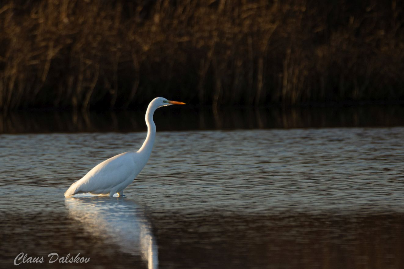 jpbslvvejlen1612 cld