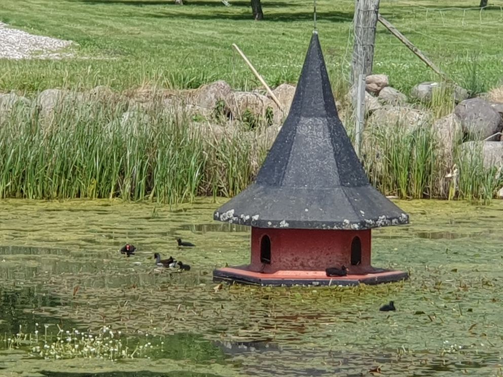 190625rørhønslis