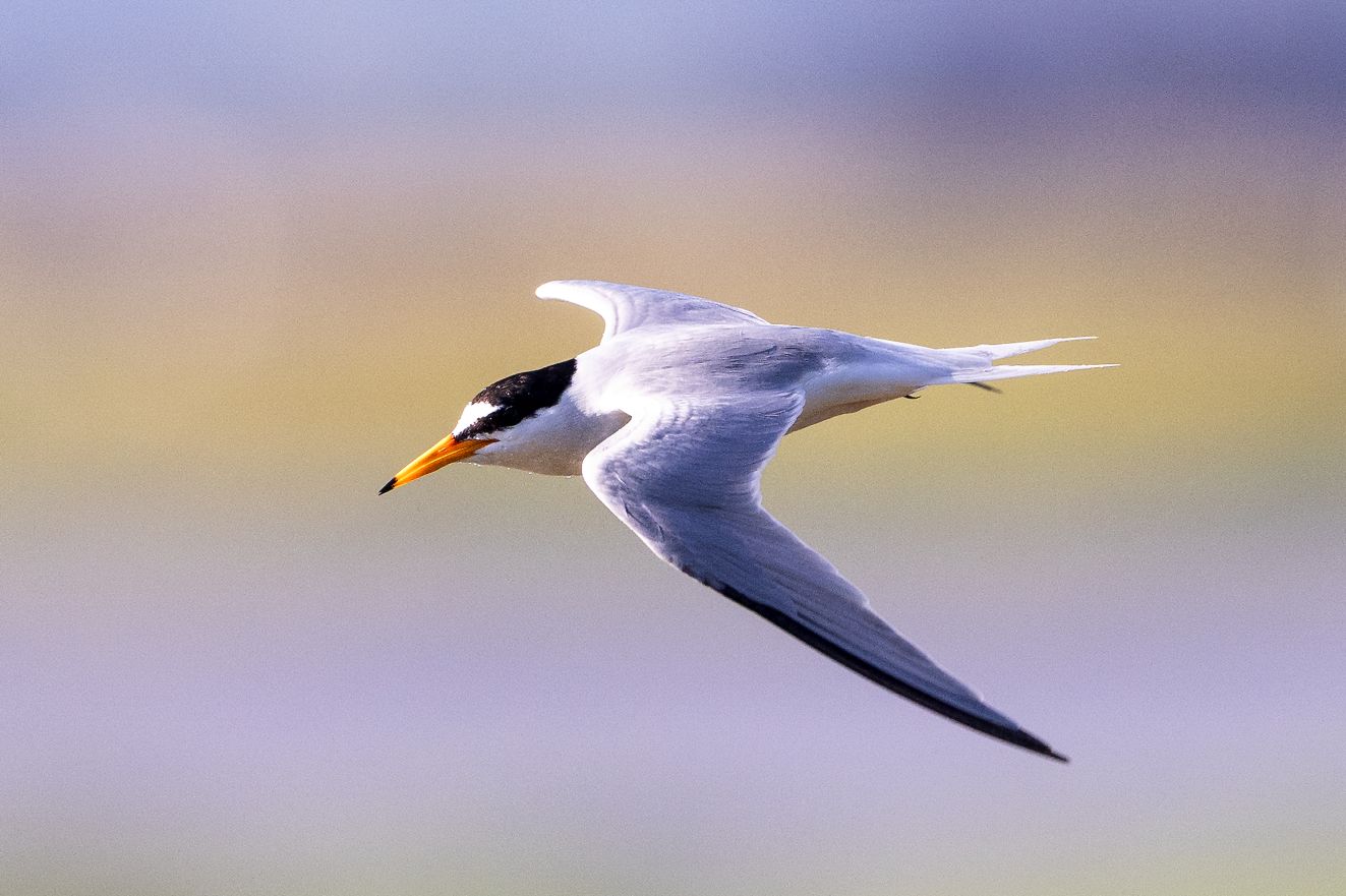 050625dværgbøjdenmanet