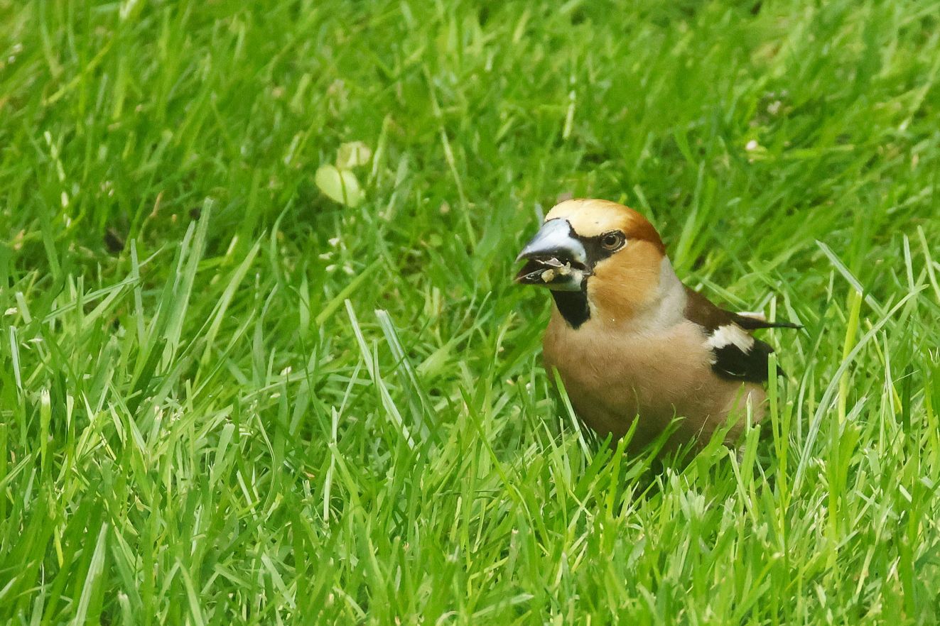 050625kerneonsvindebyach