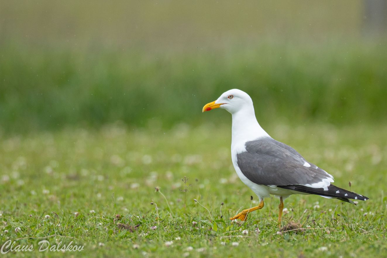 050625sildløkkebycld