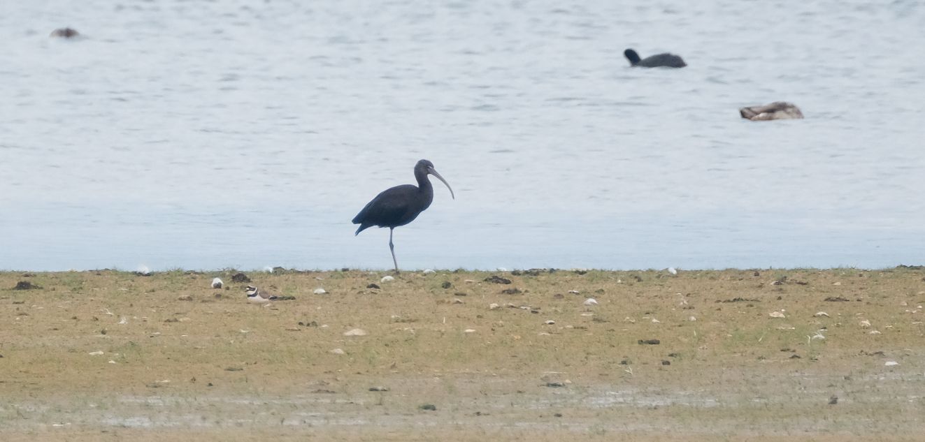 050625sortmra