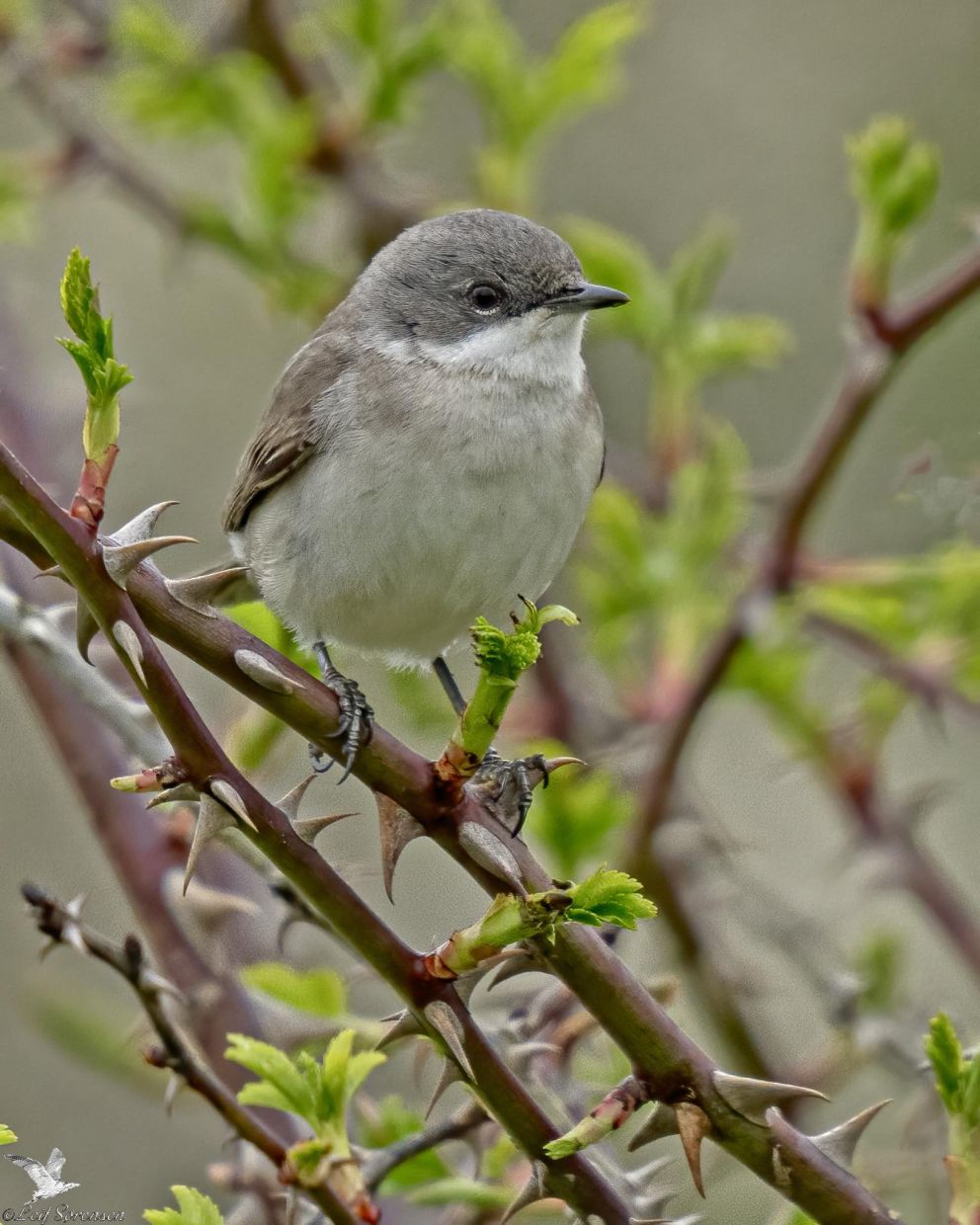 070625gærdebøjd21aprills