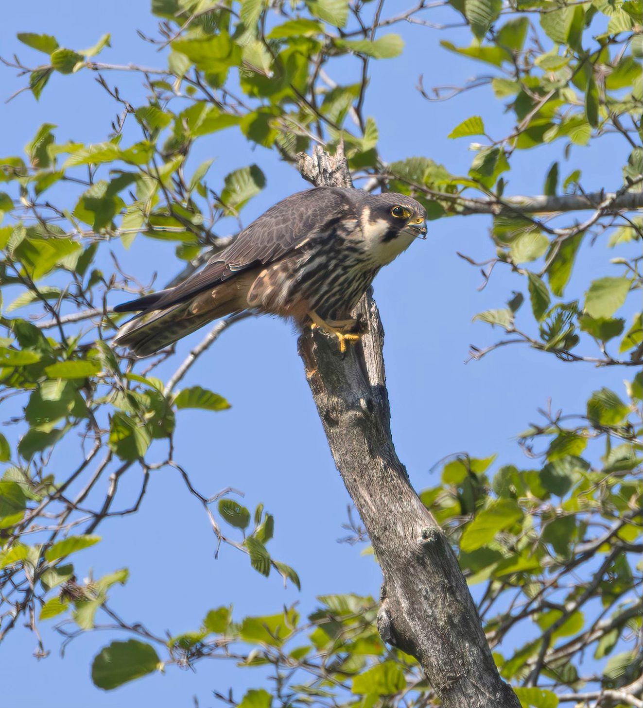 070625lærke16majtkh