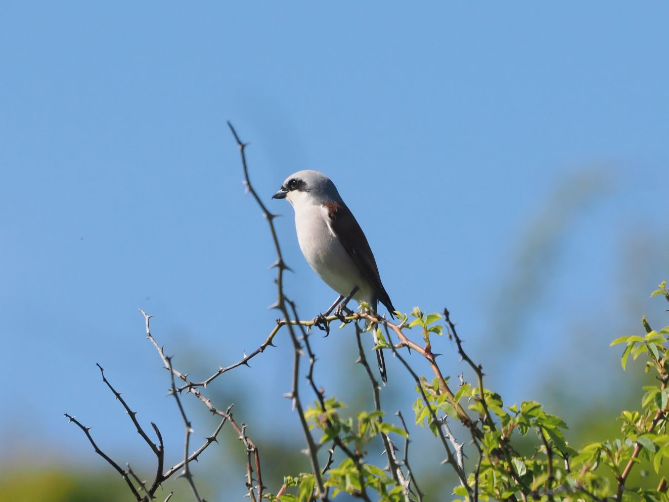 070625rødryg1majfhkko