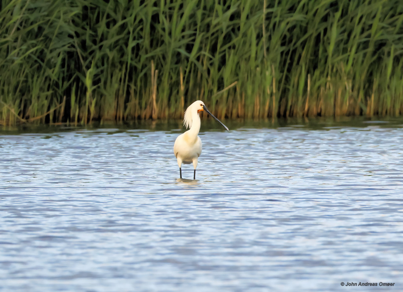 020625 Skestork Bispeenge John Andreas Omer