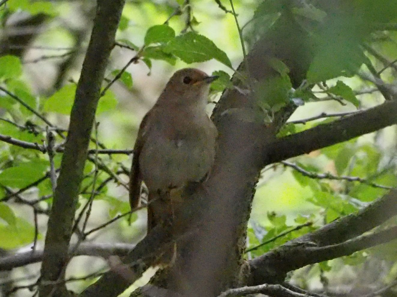 090525natkko