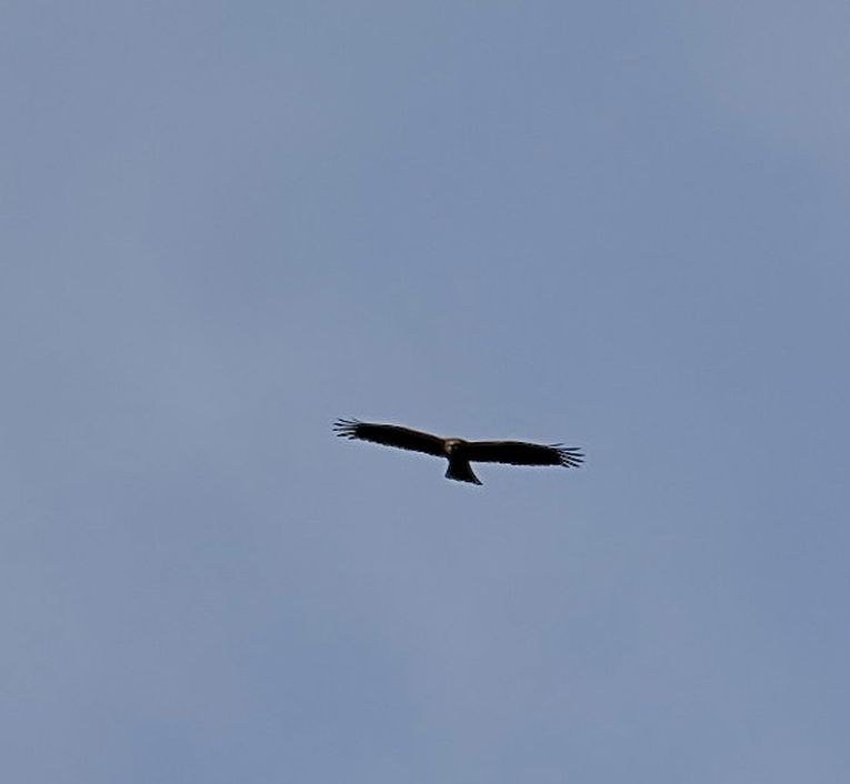 100525sortglenteonspejbogreg
