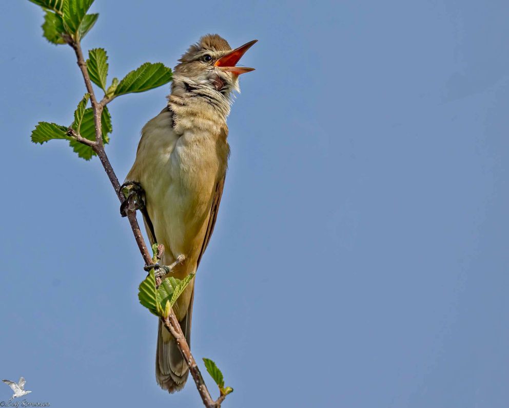 030525drossells