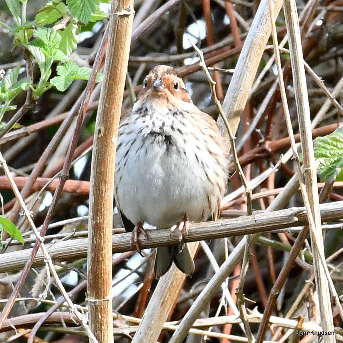040525dværg3jkn
