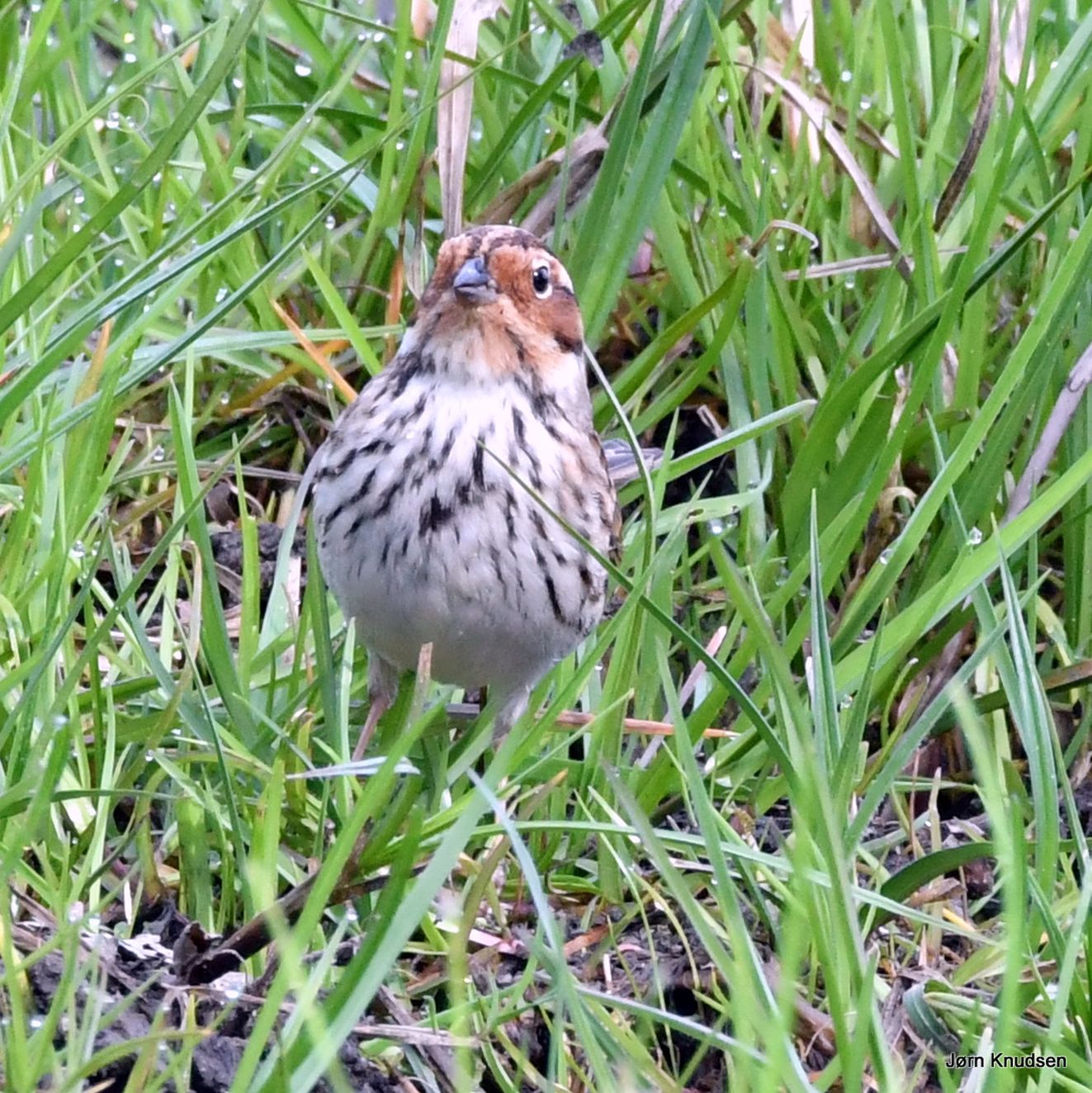 040525dværg5jkn