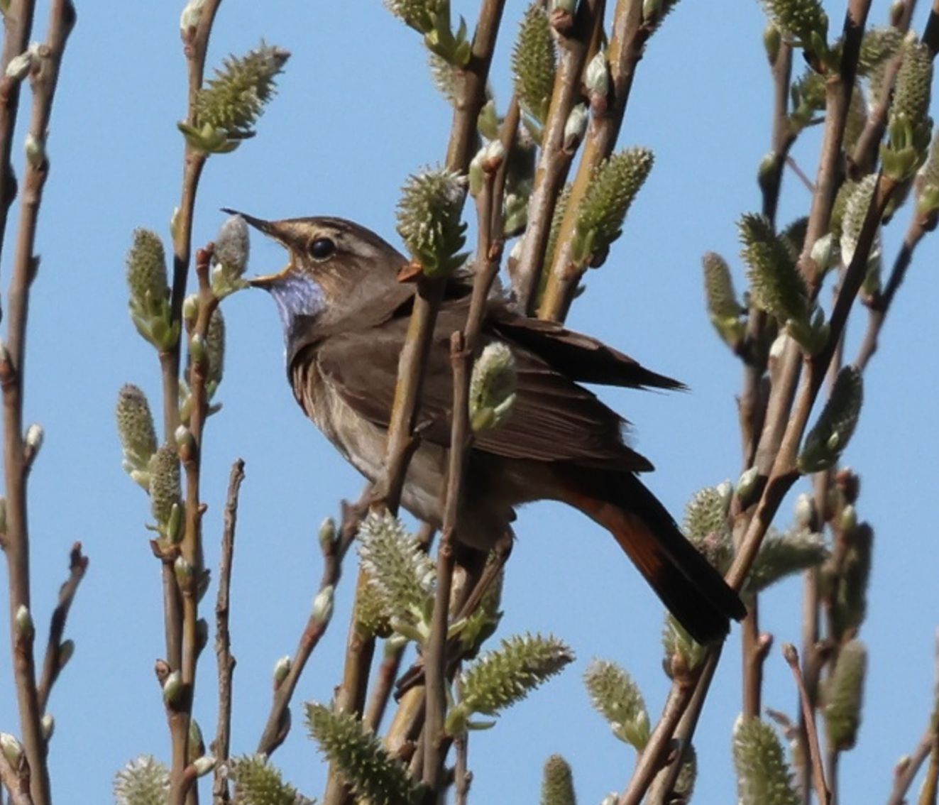 060525blåmmj