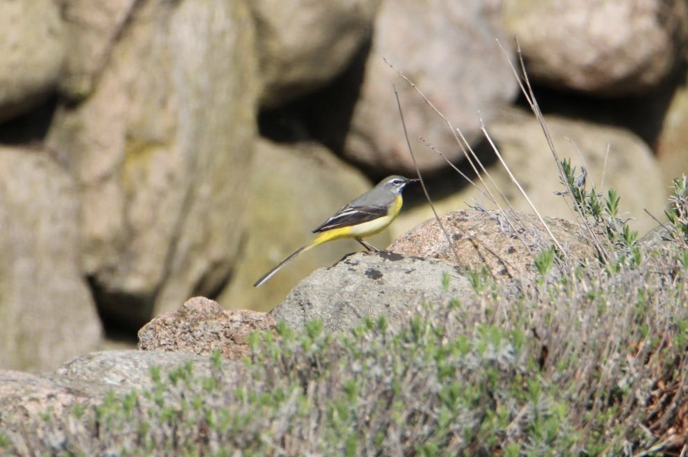 180425bergviplillemøllepzo