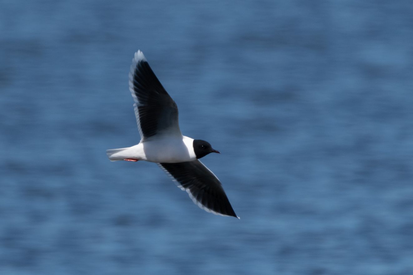 180425dværgnørreblk