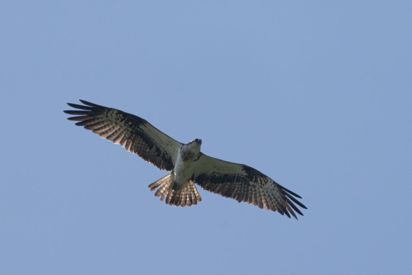 180425fisksøbylk