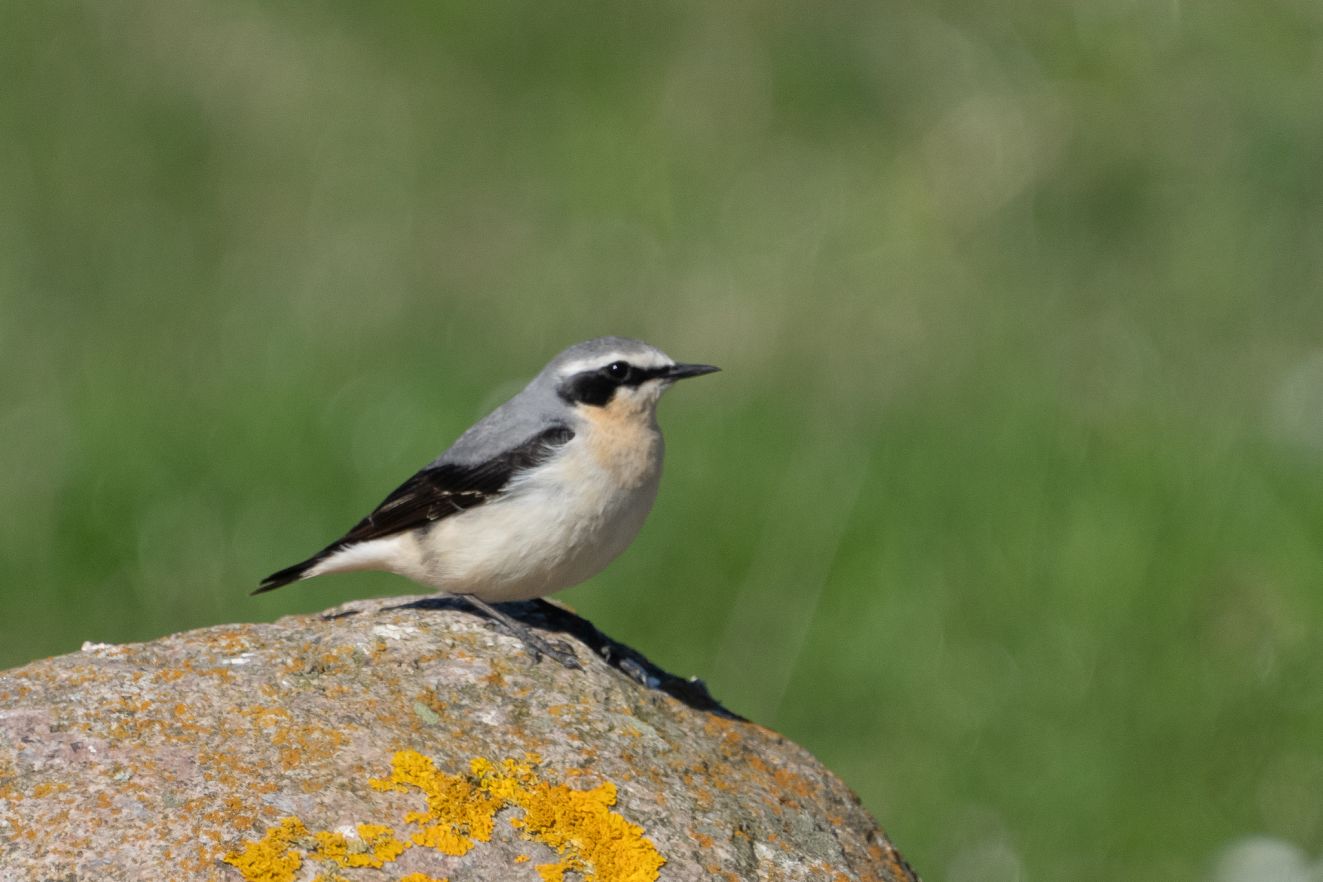180425stenpikgullk