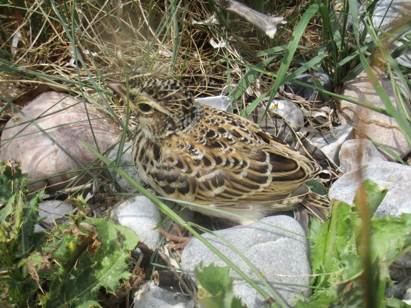 080425laerkerugenan