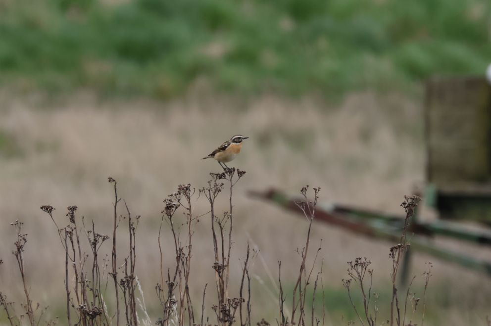 100425bynkhelenelaerkekorsgaard