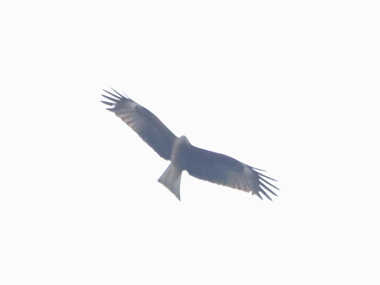 100425sortkko