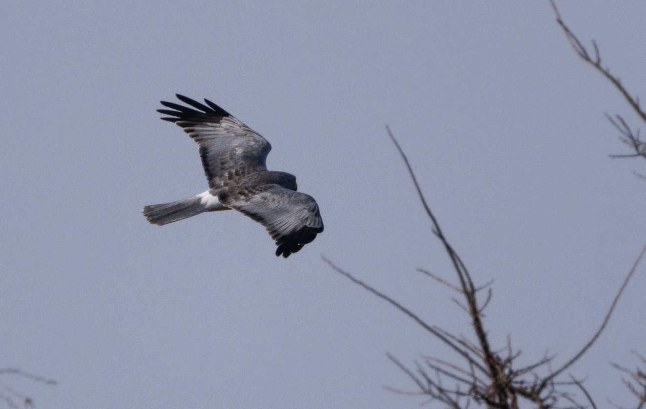 280325blavejlenet
