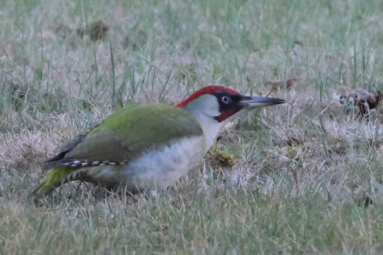 280325gronsonsflyvsusanneras